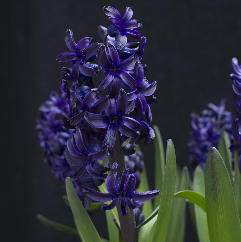 Hyacinthus Dark Dimension 16/17 , 