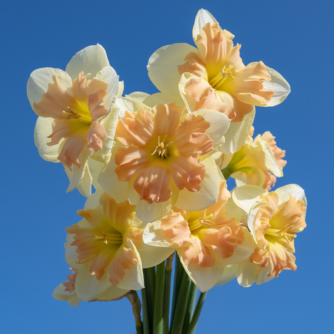 Narcissus Peachy Dream sp14/16 , à 50