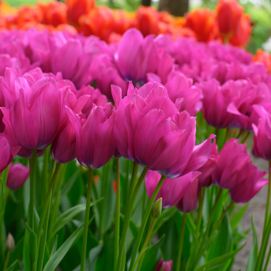 Tulipa Night Club® 12/+ , à 50