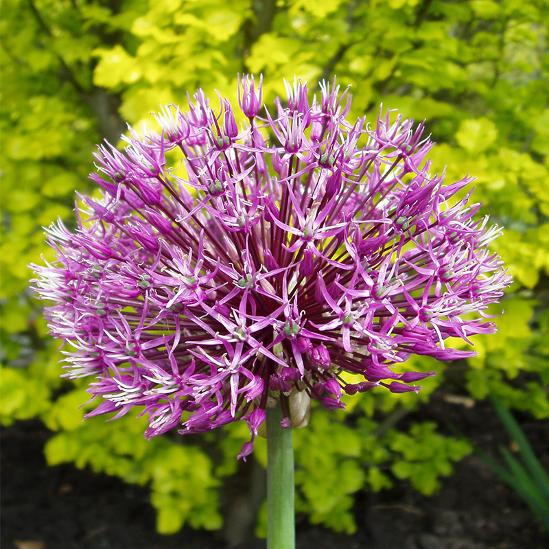 Allium Early Emperor 14/+ , à 25