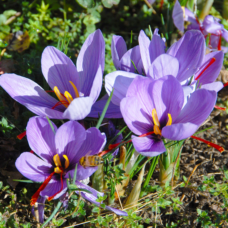 Crocus sativus 9/10 , à 100