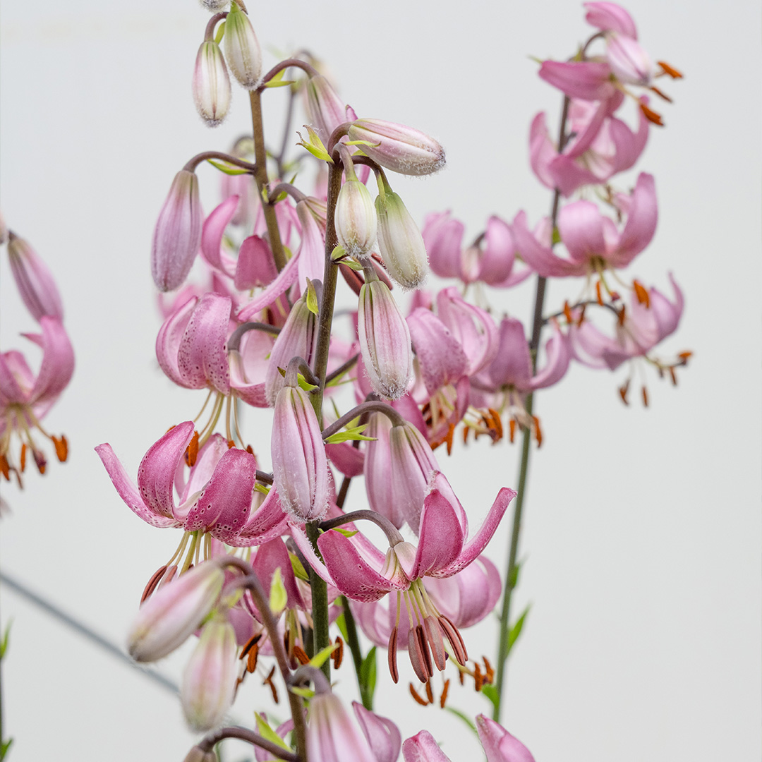 Lilium martagon Candy Morning 12/+ , à 10