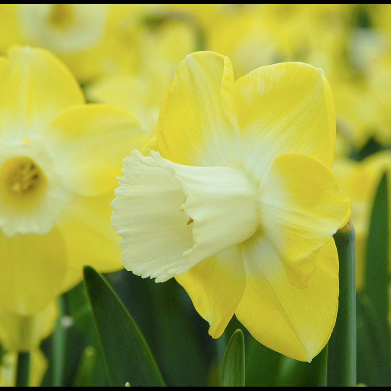 Narcissus Avalon sp13/15 , à 50