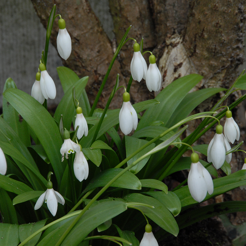 Galanthus woronowii 6/7 , 