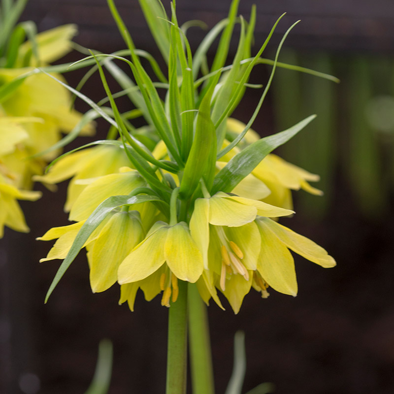Fritillaria Early Passion 16/+ , à 25