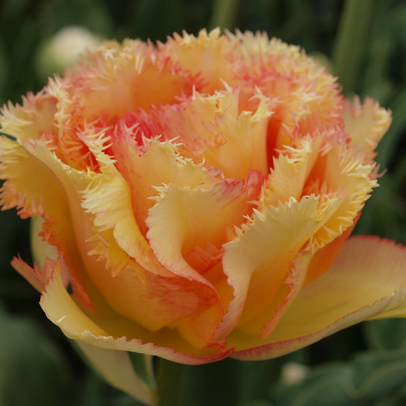 Tulipa Vaya con Dios® 12/+ , à 50