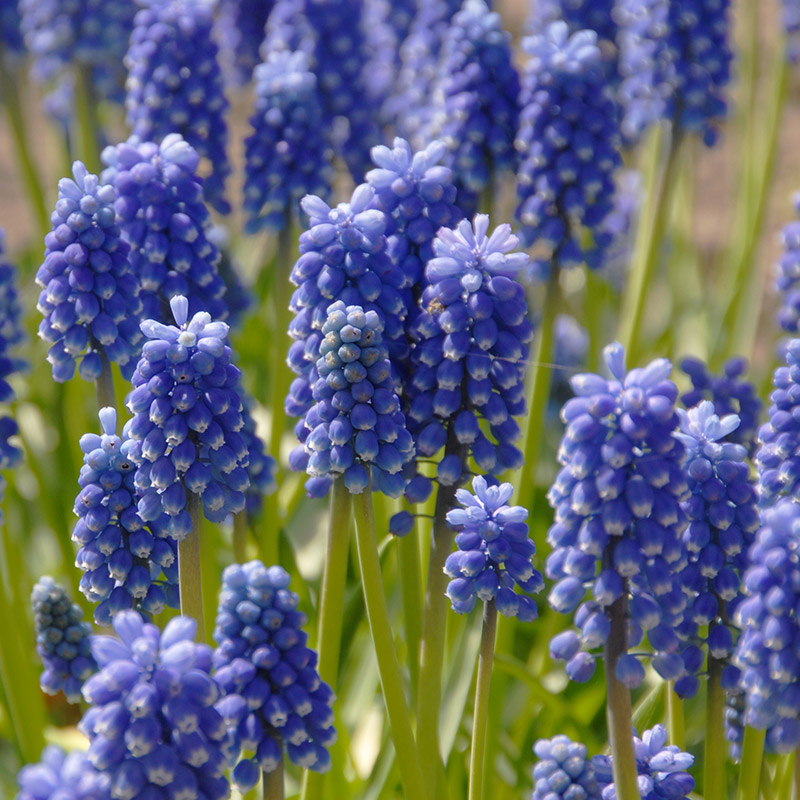 Muscari (aucheri) Dark Eyes 6/+ , 