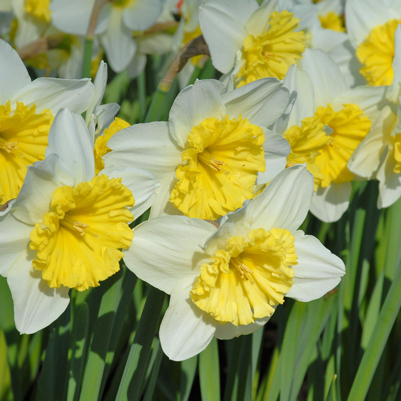 Narcissus Ice Follies sp12/14 , 