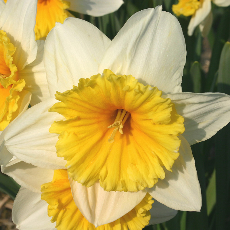 Narcissus Slim Whitman sp14/16 , 