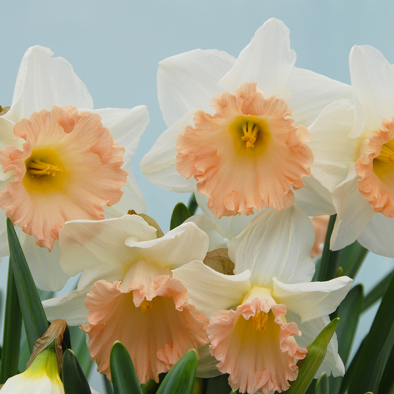 Narcissus British Gamble sp14/16 , à 50