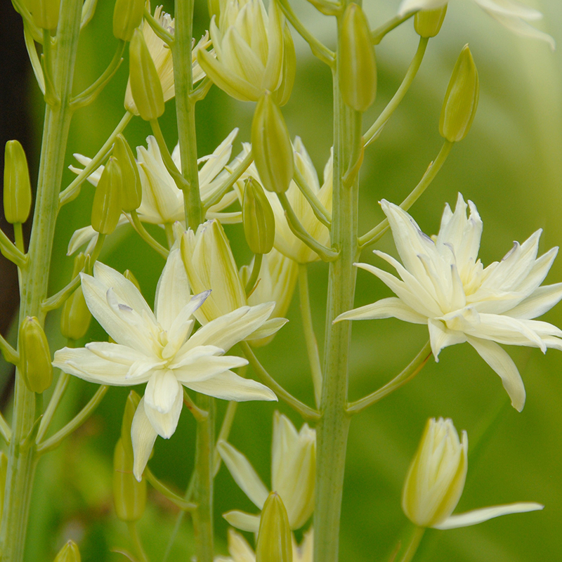 Camassia leichtlinii Semiplena 14/16 , à 25