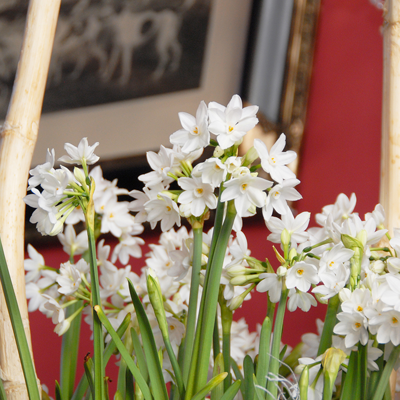 Narcissus Ziva 15/16 , à 50 Narcissus Ziva 15/16 , à 50