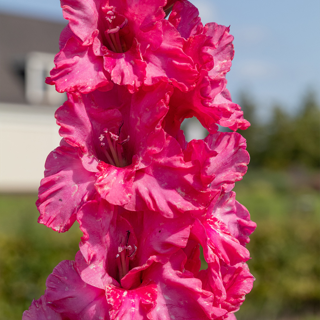 Gladiolus Kingston Ruffle® 12/14 à 100 