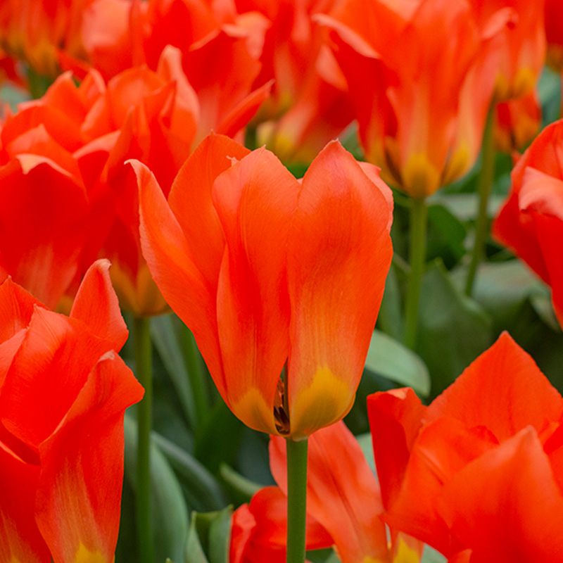 Tulipa Park Dreamway 12/+ , à 50