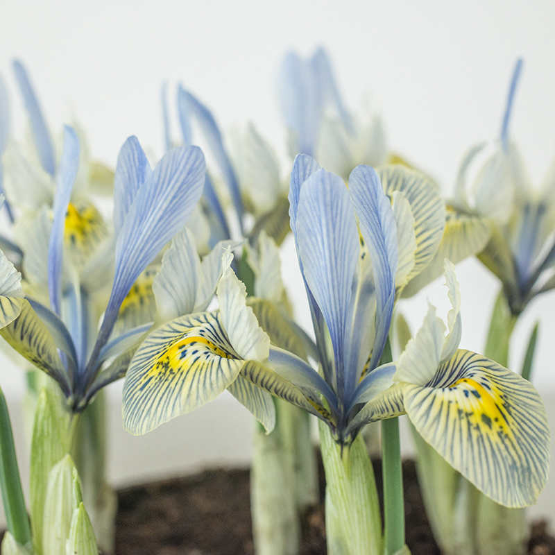 Iris Katharine Hodgkin 6/+ , à 100