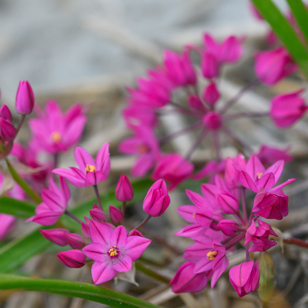 Allium oreophilum Baltimore® 4/5 , à 100