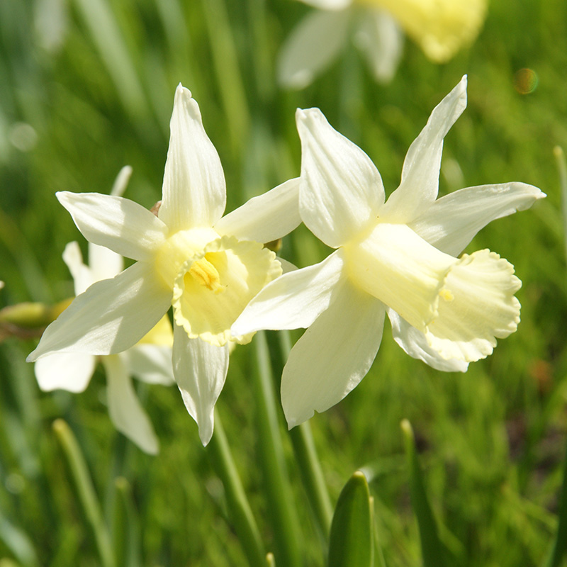 Narcissus Elka z8/+ , à 50