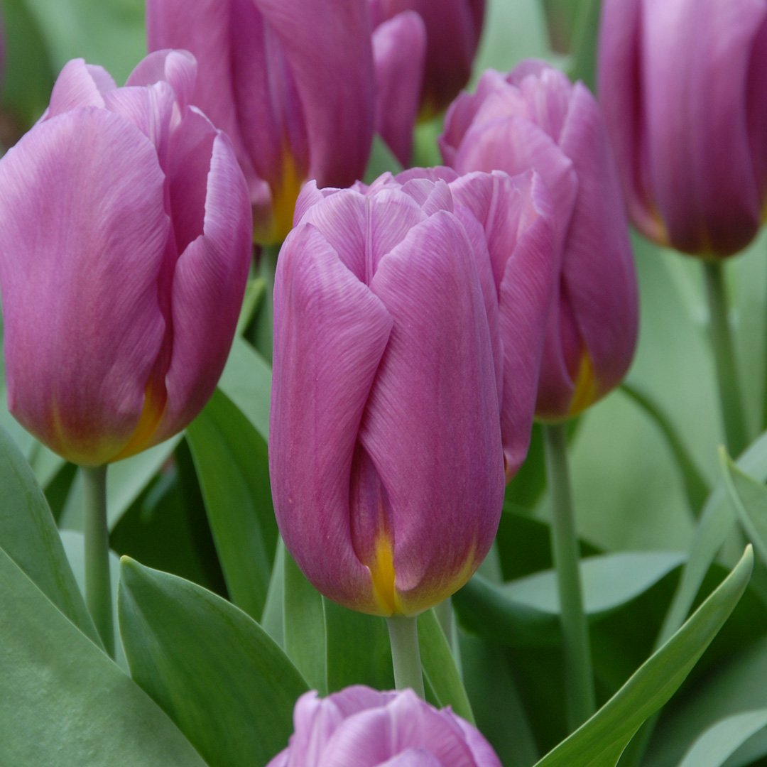 Tulipa Copex® 12/+ , à 50