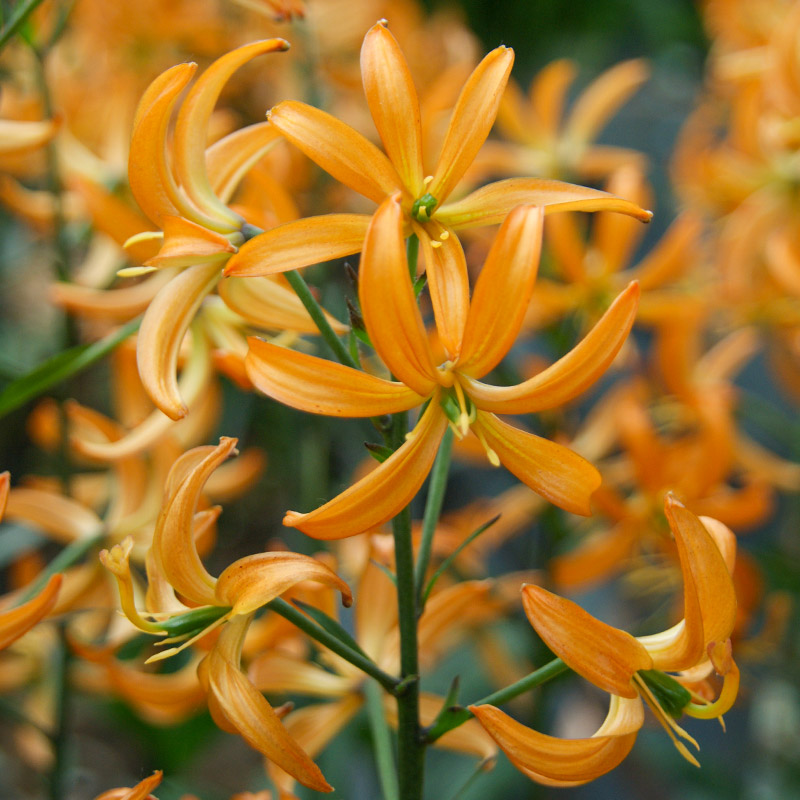 Lilium martagon Orange Marmalade 12/+ , à 10
