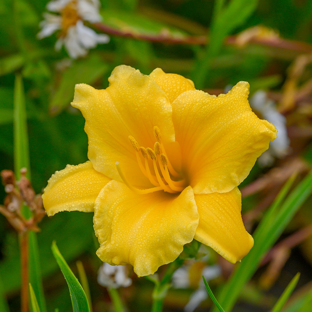 Hemerocallis Stella d'Oro I , à 10