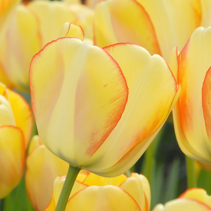 Tulipa Beauty of Spring® 12/14 , à 50