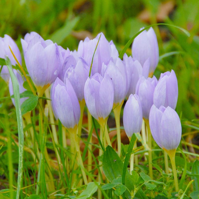 Crocus kotschyanus 8/9 , à 100