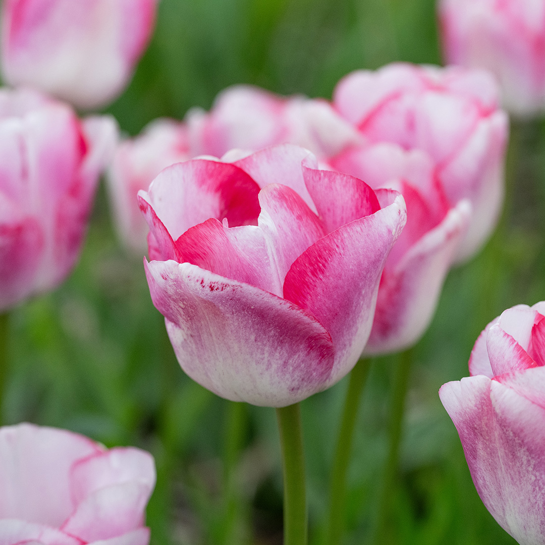 Tulipa Hugs and Kisses 12/+ , à 50