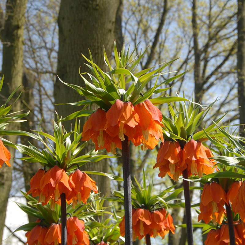 Fritillaria imperialis Rubra 24/+ , 