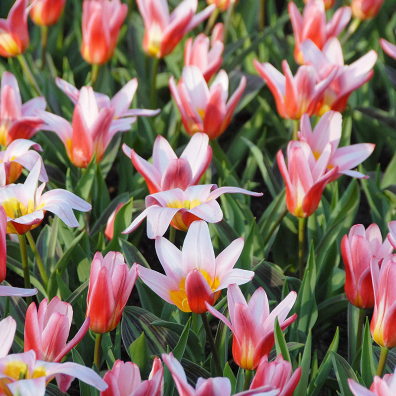 Tulipa Heart's Delight 12/14 , à 50