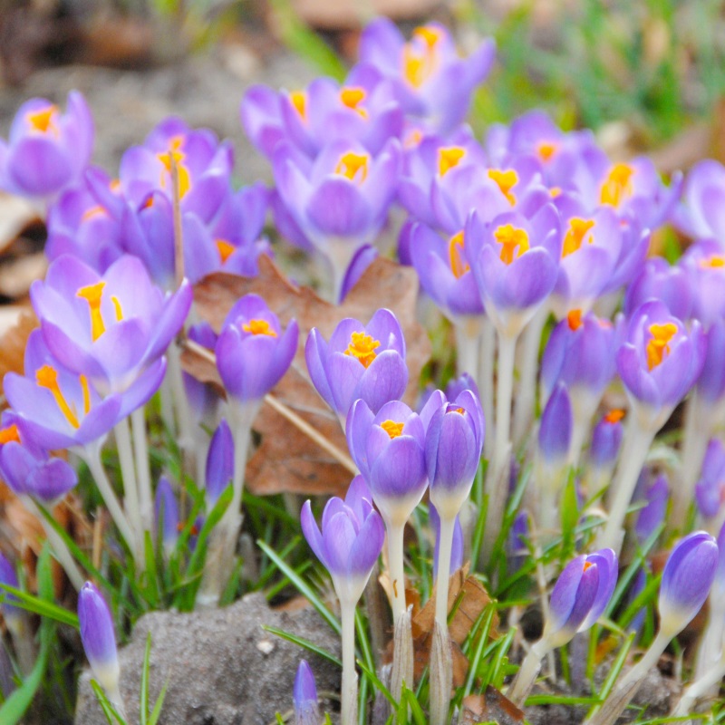 Crocus tomm. Barr's Purple 5/6 , à 100