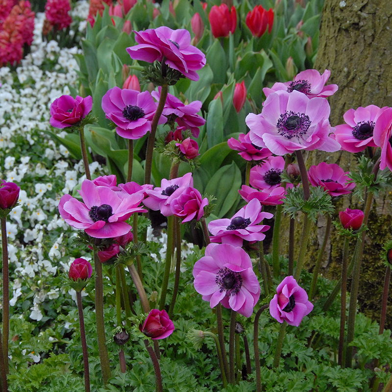 Anemone Sylphide 7/8 , à 100