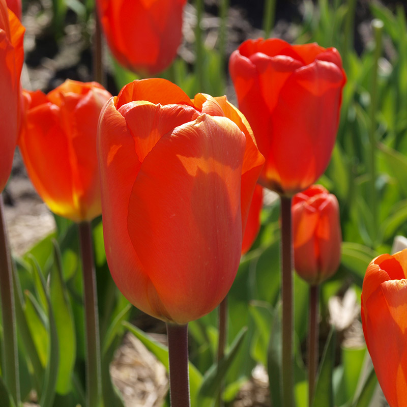 Tulipa Lighting Sun 12/14 , à 50