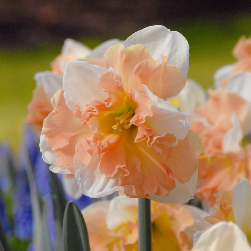 Narcissus Apple Pie sp12/14 , à 50 Narcissus Apple Pie sp12/14 , à 50