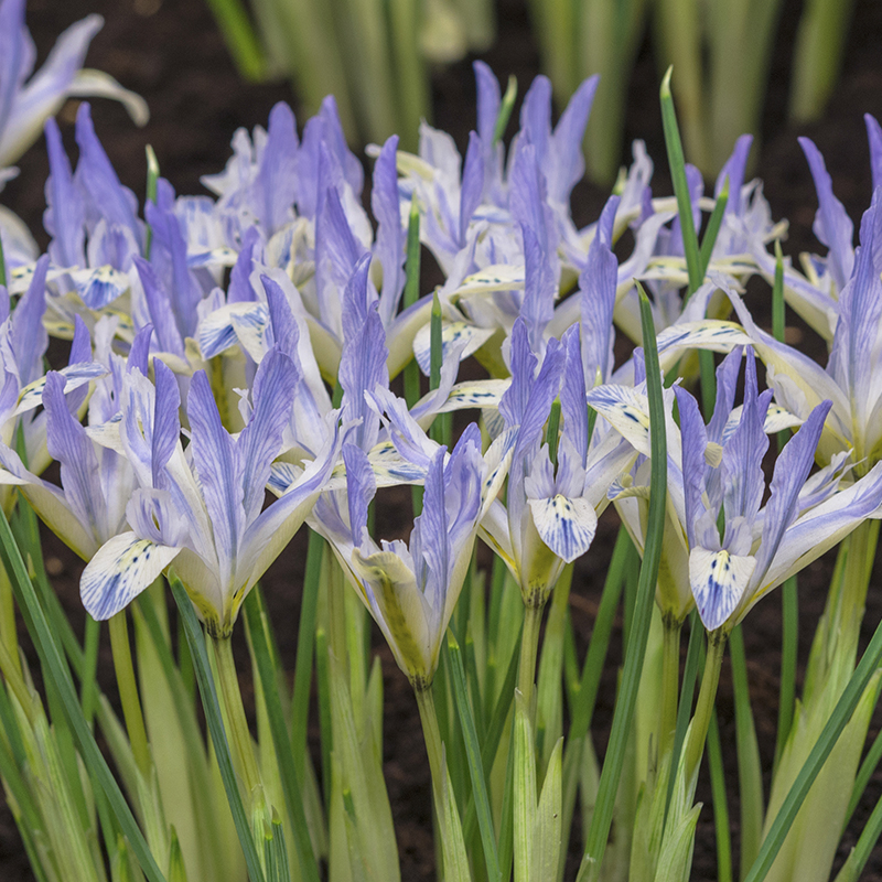 Iris reticulata Painted Lady 6/+ , 