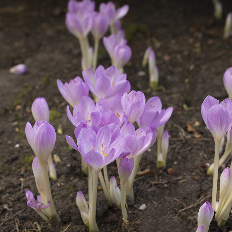 Colchicum byzantinum 20/24 , 