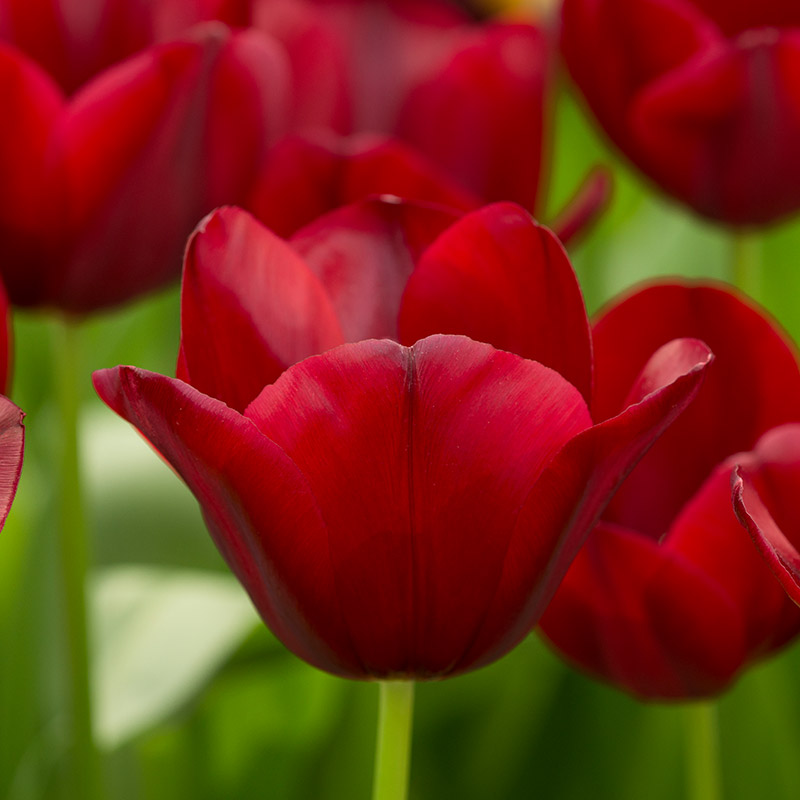 Tulipa National Velvet 12/14 , à 50
