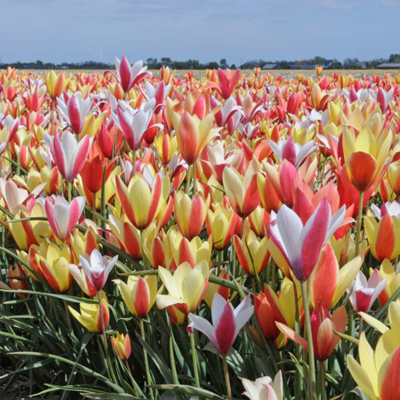 Tulipa clusiana mix 5/+ , à 100