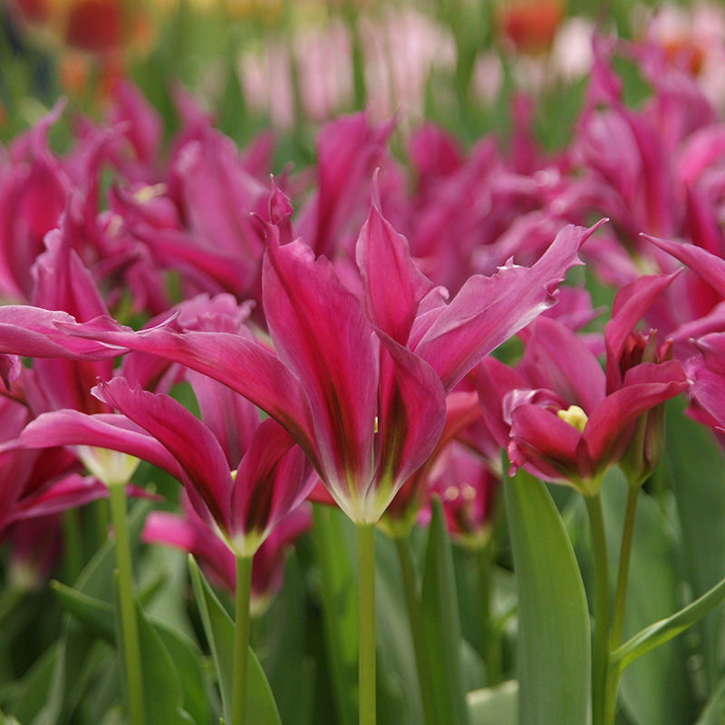 Tulipa Purple Doll 12/14 , 