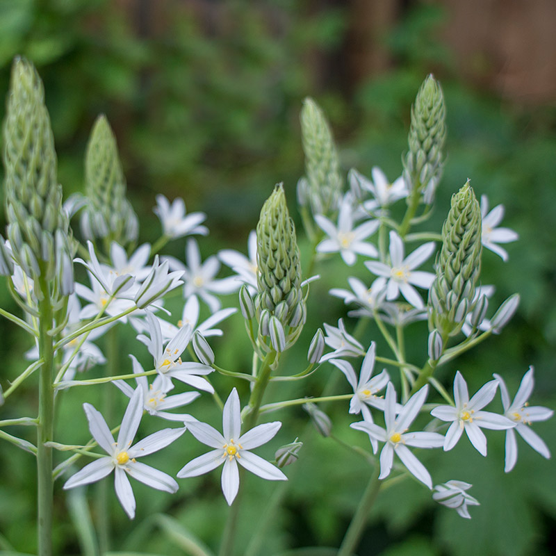 Ornithogalum ponticum Sochi 10/+ , 