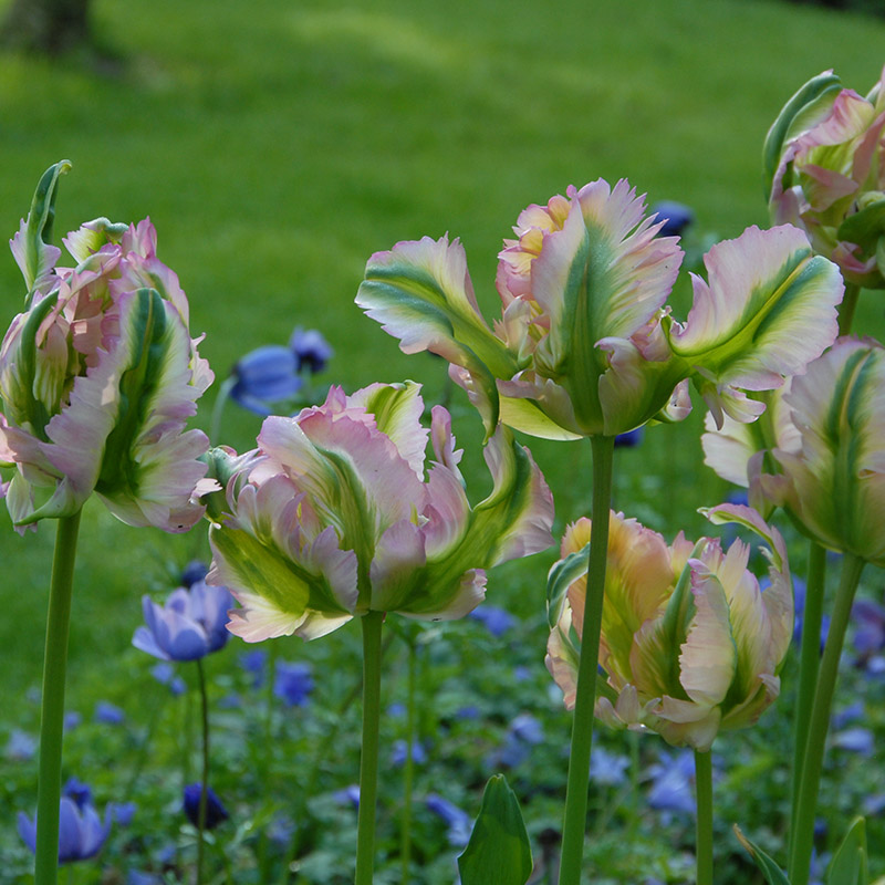 Tulipa Green Wave 12/+ , à 50