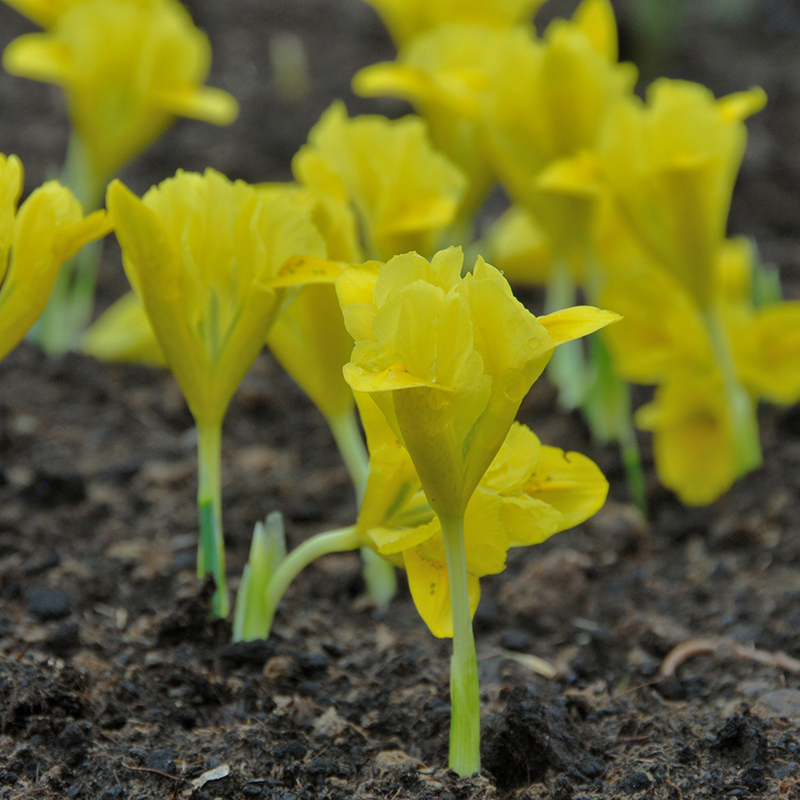 Iris danfordiae 6/+ , à 100