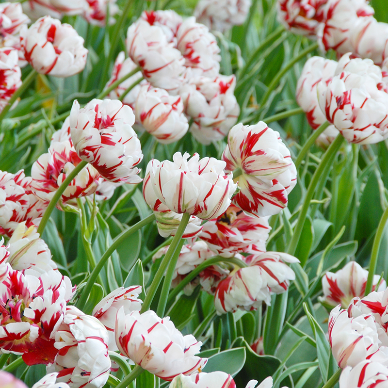 Tulipa Carnaval de Nice 12/+ , à 50