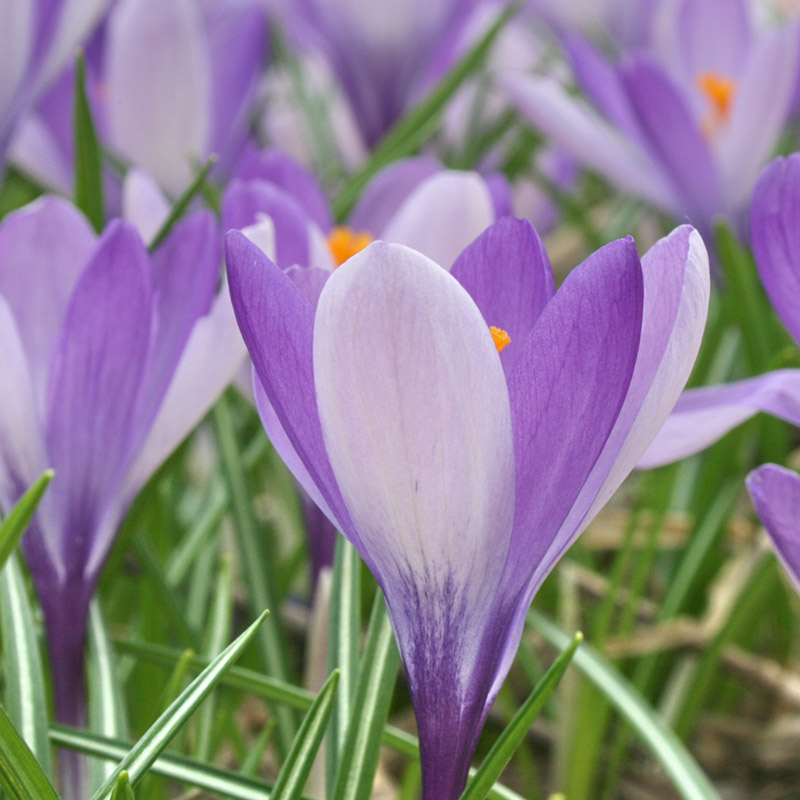 Crocus Yalta 5/+ , à 100