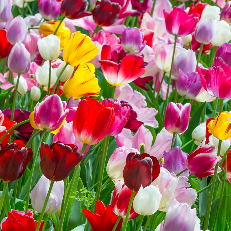 Tulipa Triumph Mix 12/14 , 