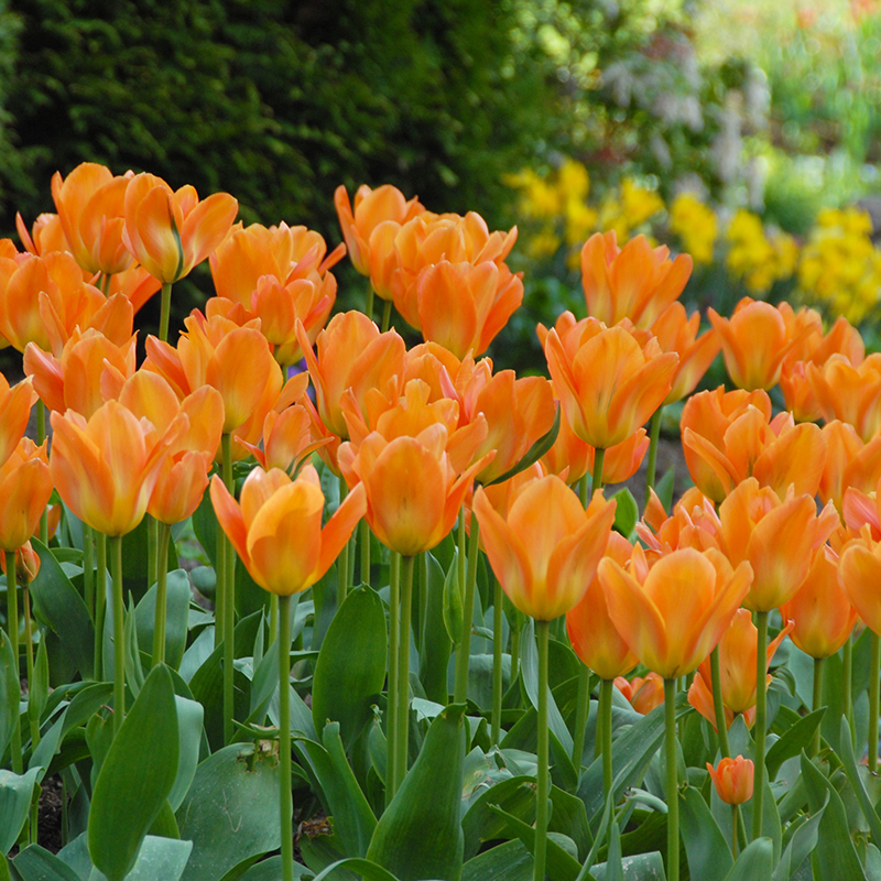 Tulipa Orange Emperor 12/14 , 