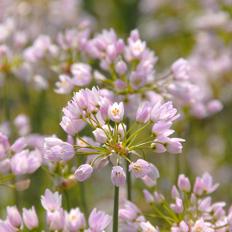 Allium roseum 4/5 , à 100