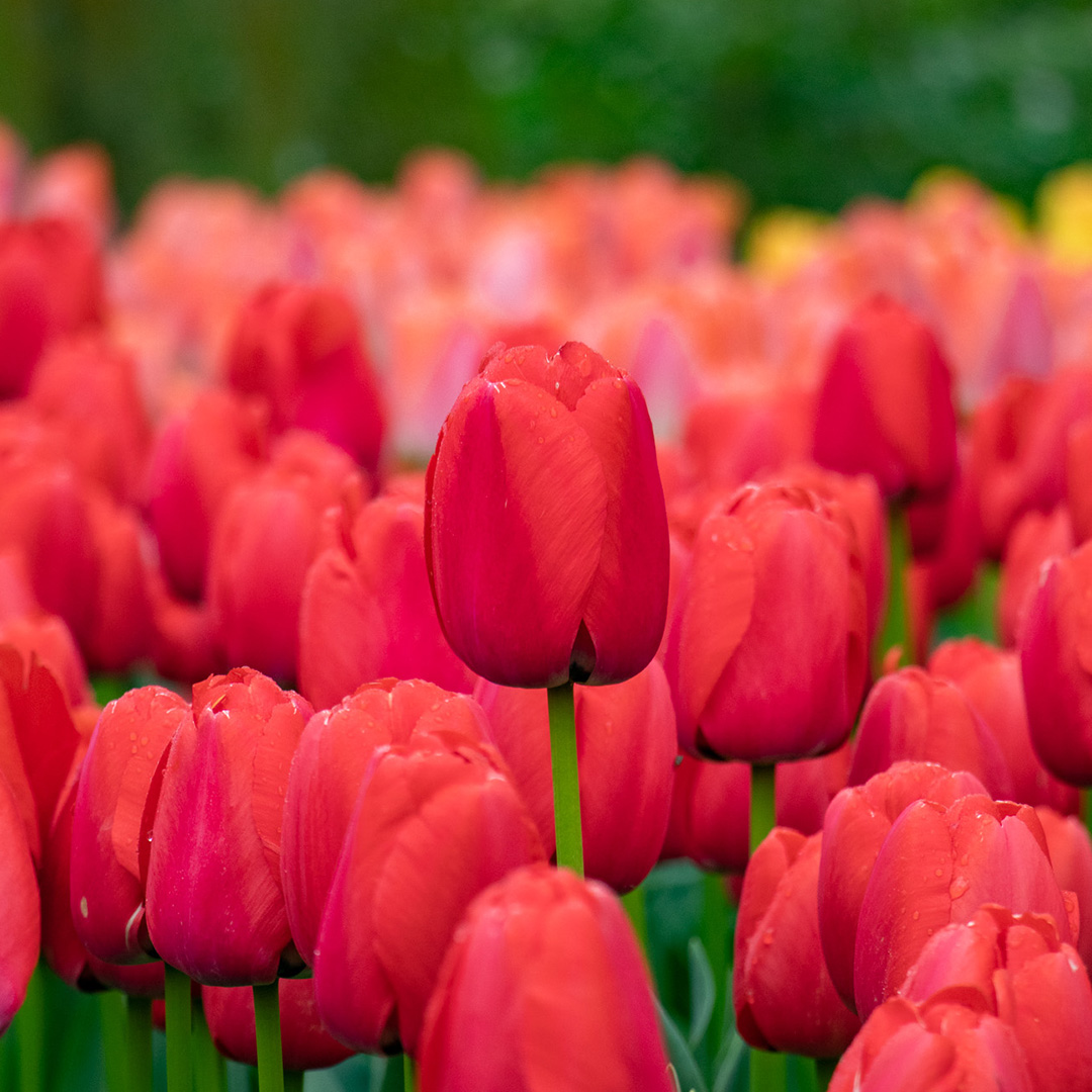 Tulipa Red Pride (Zantured)® 12/+ , à 50