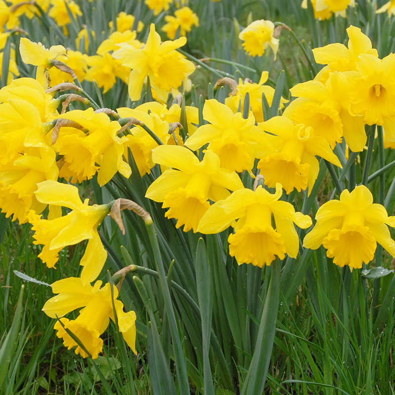 Narcissus Golden Harvest sp14/16 , 