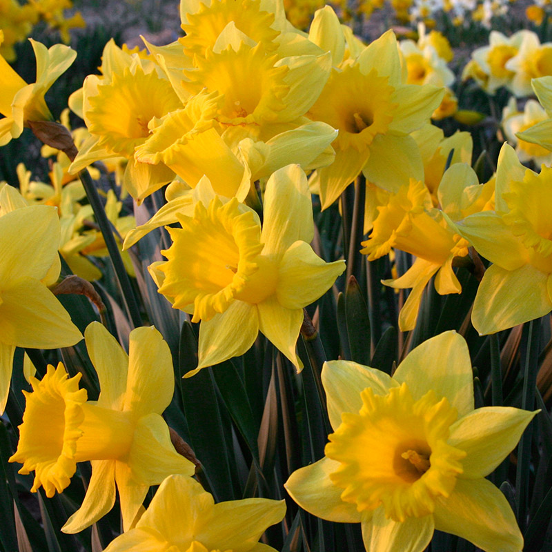 Narcissus Dutch Master sp12/14 , à 50 Narcissus Dutch Master sp12/14 , à 50