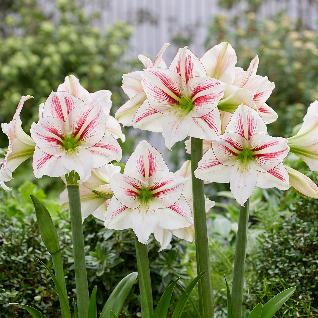 Hippeastrum Smoothie® 30/32 , à 5